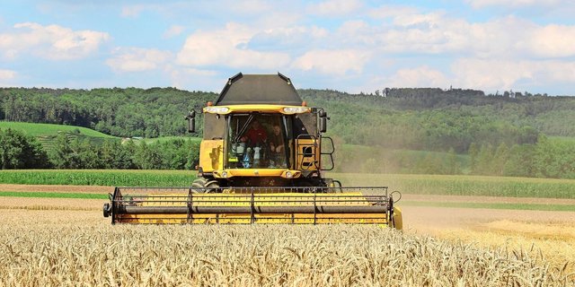 Aktuell sieht es schlecht aus: Mitte Oktober folgt die Gesamterhebung der Brotgetreide-Erntemengen.