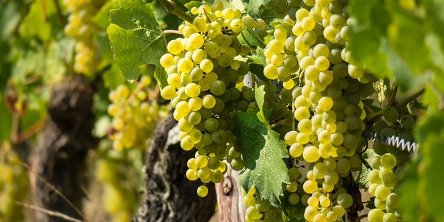 Am meisten Wein wird im Kanton Wallis angebaut. (Bild Pixabay)