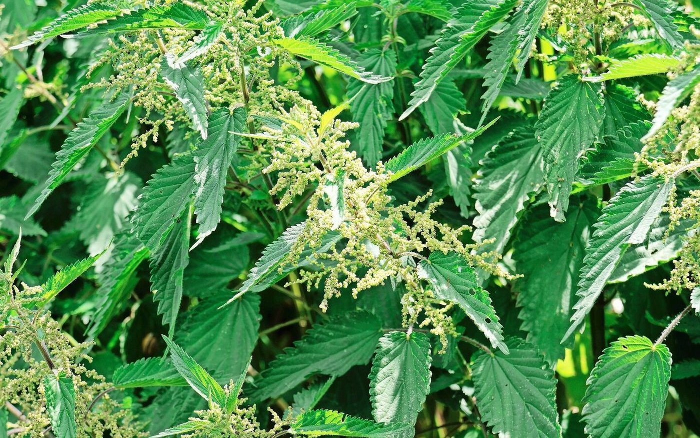 Eine alte Bauernregel rät, bei Schwanzbeissen frische Brennnesseln in den Futtertrog zu werfen. Die Suisag bestätigt dies – deren Experten haben selber positive Erfahrungen mit der Heilpflanze im Schweinestall gemacht.