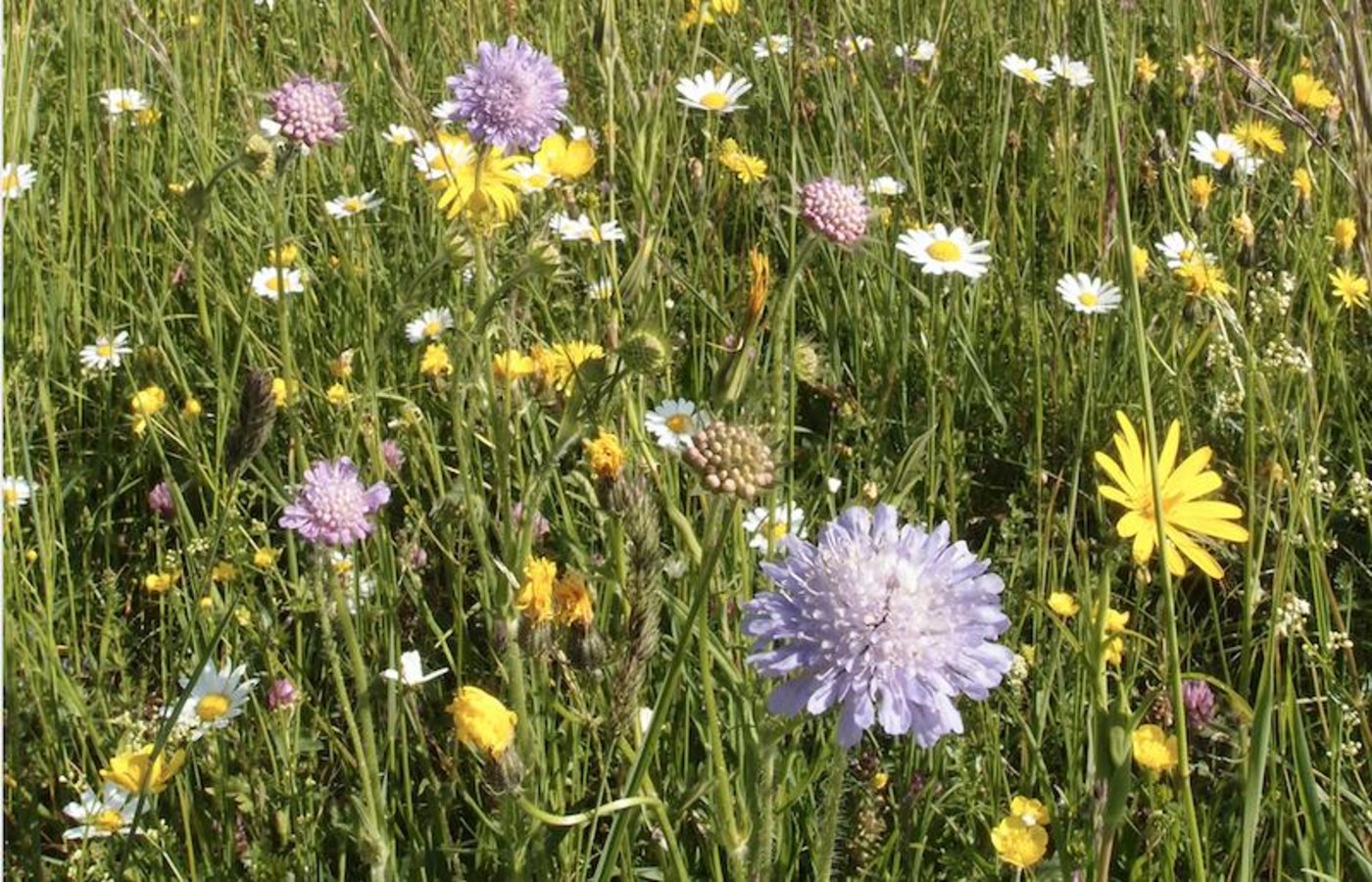 Eine blütenreiche Fromentalwiese wie diese bietet Unterschlupf und Nahrung für Insekten. (Bild zVg)
