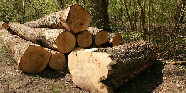 Eichenholz ist beliebt. (Bild Pixabay)