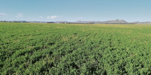 Luzerne-Klee als Vorfrucht für Dinkel in zwei bis drei Jahren.