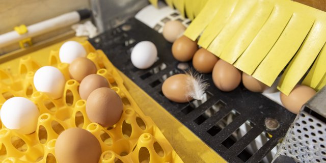 Der Produktionsüberhang von Eiern schwillt weiter an. Das hat vielerlei Gründe. (Bild Gian Viatl/«die grüne»)