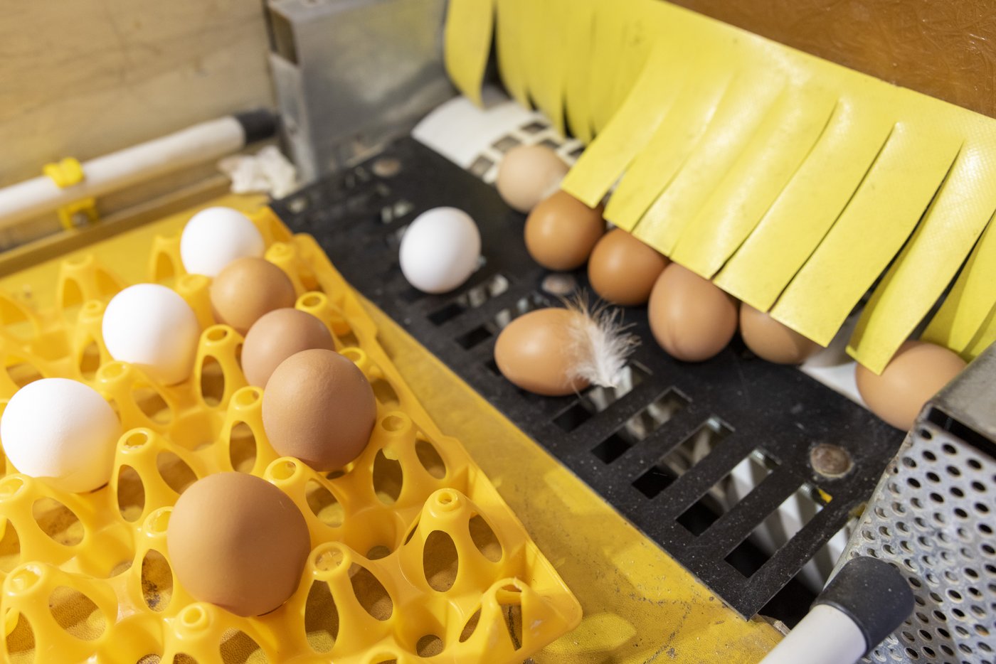 Der Produktionsüberhang von Eiern schwillt weiter an. Das hat vielerlei Gründe. (Bild Gian Viatl/«die grüne»)