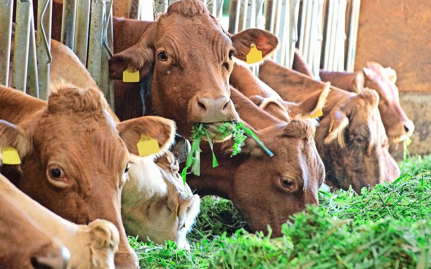 Wichtiger als das Fütterungssystem ist die konsequente Umsetzung. An der Liebegg gab es Tipps zur Optimierung.
