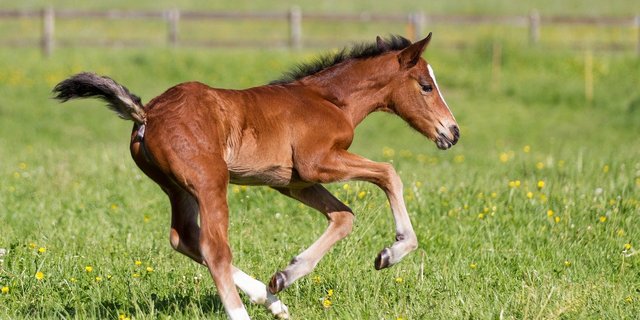 Die Elitefohlenauktion sei mittlerweile ein Traditionsanlass geworden, schreibt der Bernische Pferdezuchtverband. (Symbolbild Pixabay)