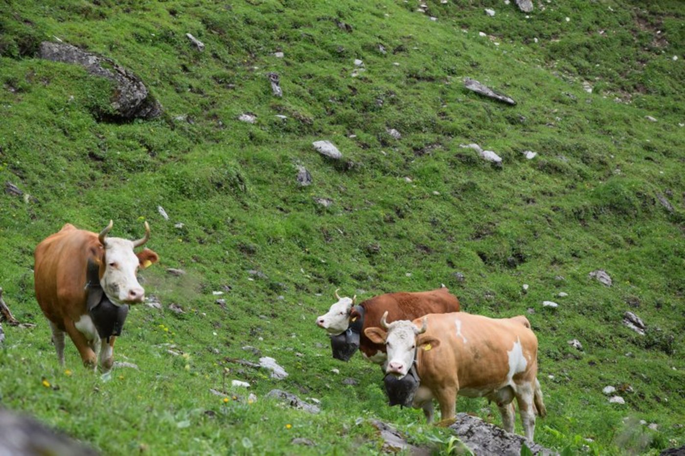 Die typische Schweizer Kuh heisst Bella. (Bild BauZ)