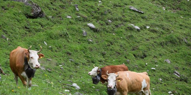 Die typische Schweizer Kuh heisst Bella. (Bild BauZ)