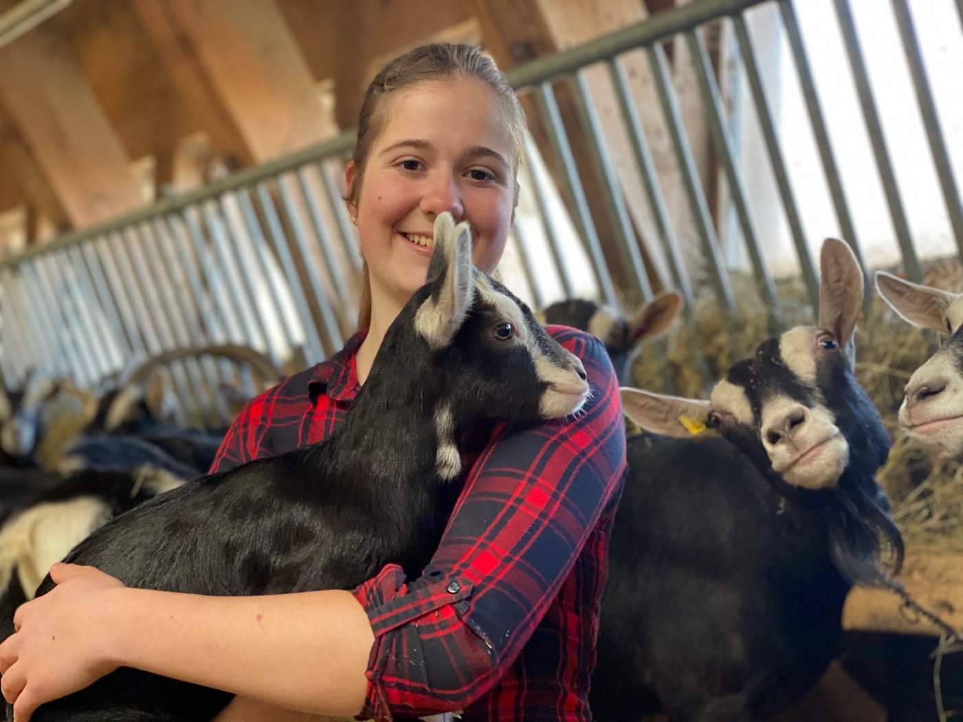 Die Bündner Strahlenziegen sind Sina Becks Lieblinge: Ursprünglich das Hobby ihrer Mutter, stehen im Stall jetzt schon 40 Geissen. Sie sind längst zum zweitwichtigsten Betriebszweig geworden. (Bilder Jeanne Woodtli/BauernZeitung)