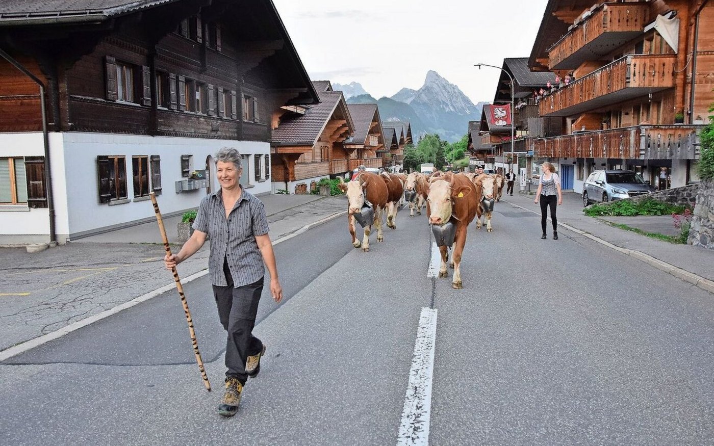 Es wird langsam hell. Anita von Grünigen geht vorneweg. Die Kühe geben das Tempo vor. Nach Schönried geht es dann weiter Richtung Saanenmöser zu. Der Klang der Treicheln geht durch Mark und Bein. 