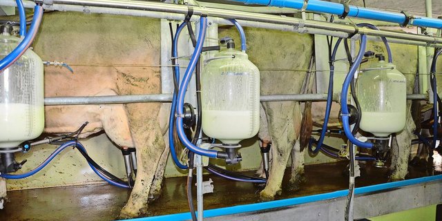 Streuströme im Melkstand können  zu Ungeduld beim Melken oder vermehrtem Abschlagen des Melkzeugs führen.  