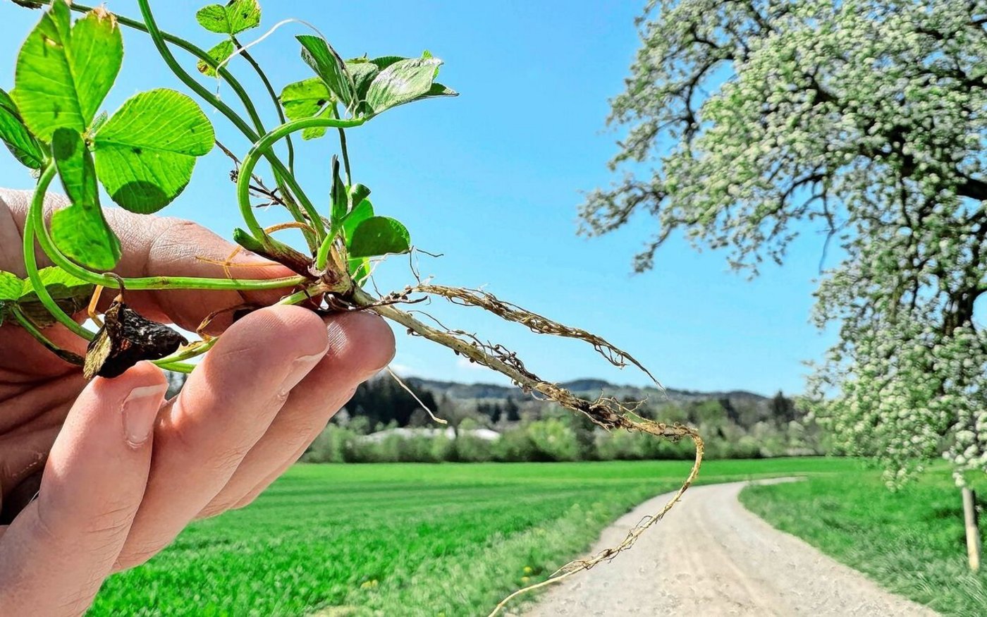 Dort, wo die Wurzel auf die Luft trifft, beginnt der Stickstoffkreislauf. Leguminosen, wie hier der Weissklee, bieten den Stickstofffixierern in ihren Knöllchen ideale Lebensbedingungen. Im Austausch für Kohlenhydrate wandeln sie den Luftstickstoff zu Aminosäuren um.  