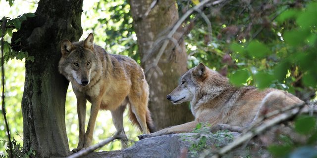 Das Ziel der Motion sei es, eine geregelte Koexistenz zwischen Menschen, Grossraubtieren und Nutztieren zu schaffen. (Bild Unsplash)