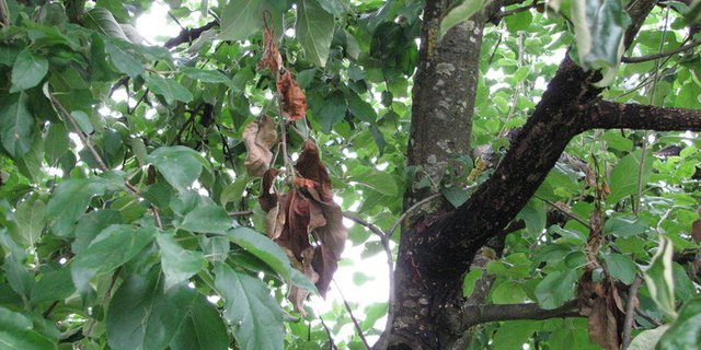 Feuerbrand ist eine ernstzunehmende Pflanzenkrankheit. Sie ist nur deshalb kein Quarantäneorganismus mehr, weil eine Ausrottung in der Schweiz nicht mehr realistisch ist. (Bild Kanton Jura)