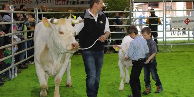 Dieses Jahr messen sich wieder viele schöne Rinder in der Vianco Arena in Brugg. (Bild Swissopen)