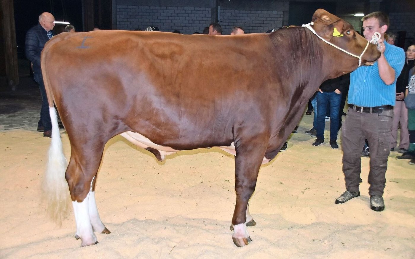 Mister Riggisberg wurde der wunderschöne SF-Stier Tommy P Lorello P (44 92) von Niklaus Leuthold, Riffenmatt.
