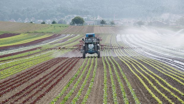 Bis zu 93 % Prozent der Spezialkultur-Betriebe würden laut Agroscope mit der Annahme der Trinkwasser-Initiative auf Direktzahlungen verzichten. Deshalb wäre ihre Wirkung sehr gering, so der SBV.(Bild LID)