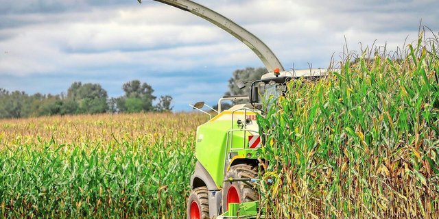 Der optimale Erntetermin fällt in die Teigreife der Maiskolben. In Hitzesommern werde der Reifegrad der Pflanzen aber gerne unterschätzt, sagt der Fachmann.
