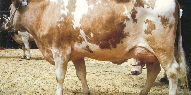 Wir reisen ins Jahr 1990 zurück: An der Sila 100 in Bern stellten Brauns mit ihrer Iltschi Sandra den Reserve-Schöneutertitel. 