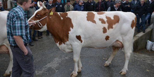 Beim Betriebsbesuch der IG Swiss Fleckvieh bei der Familie Urs und Andrea Perren in St. Stephan BE, wurde auch die Miss BEA 2018 PerrenSenngi Pierolet Suleika präsentiert. (Bilder Peter Fankhauser)
