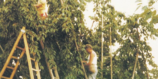 Ich hatte mit meinen zwei Lehrbetrieben Glück: Ich im zweiten Lehrjahr (links) mit meinem damaligen Chef Heinz Schwab aus Ruchwil BE, beim Kirschen pflücken.(Bild ms)