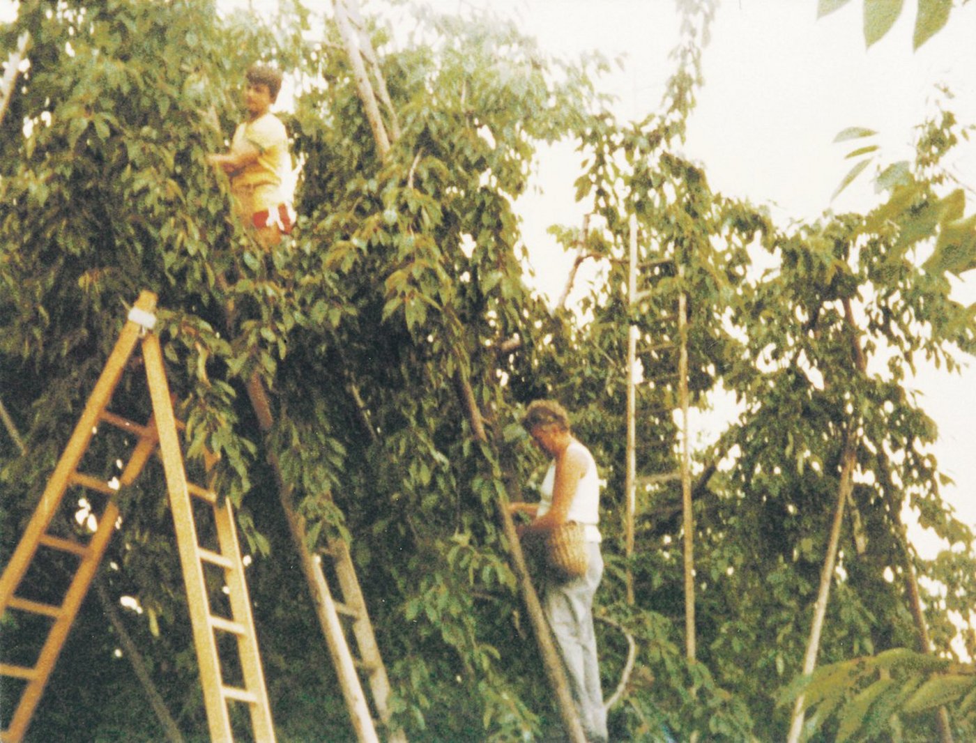 Ich hatte mit meinen zwei Lehrbetrieben Glück: Ich im zweiten Lehrjahr (links) mit meinem damaligen Chef Heinz Schwab aus Ruchwil BE, beim Kirschen pflücken.(Bild ms)