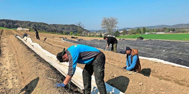 Für die Spargelernte baucht es viele Hilfskräfte, die entsprechend angemessen zu versichern sind.  