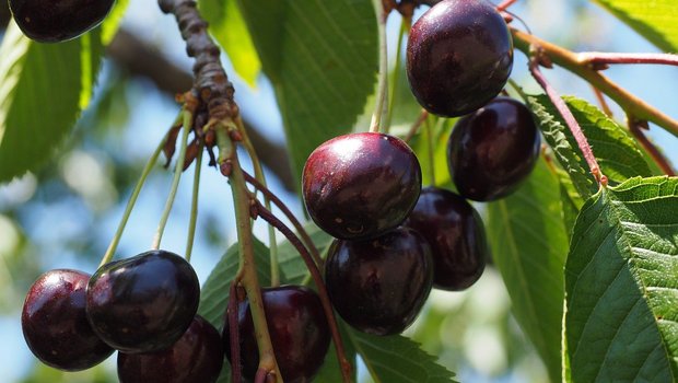 Die Kirschessigfliege legt ihre Eier in reife Früchte. Zu deren Schutz nutzt man heute entweder Kaolin (ein Gesteinsmehl) oder feinmaschige Netze. (Bild Pixabay)
