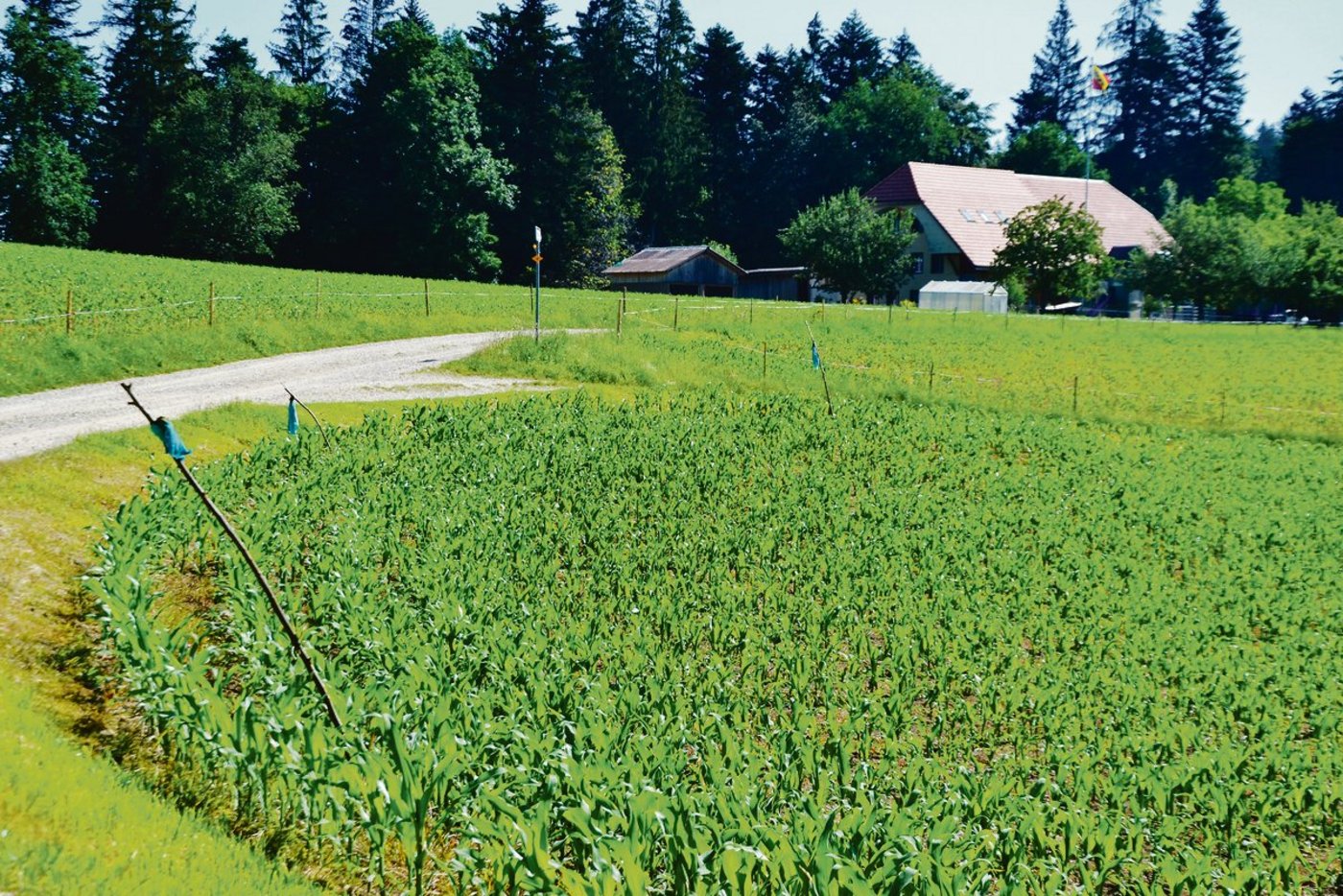 Den Mais mit Draht, Strom usw. sichern, sonst reisst der Hirsch die jungen Maispflanzen aus.(Bild pf)