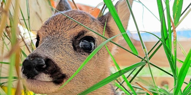 Ende April bis Anfang Juli setzen die Rehgeissen ihre Kitze. Dann gilt es, vor dem Mähen nach den Tieren Ausschau zu halten – am besten aus der Luft, sagt der STS.
