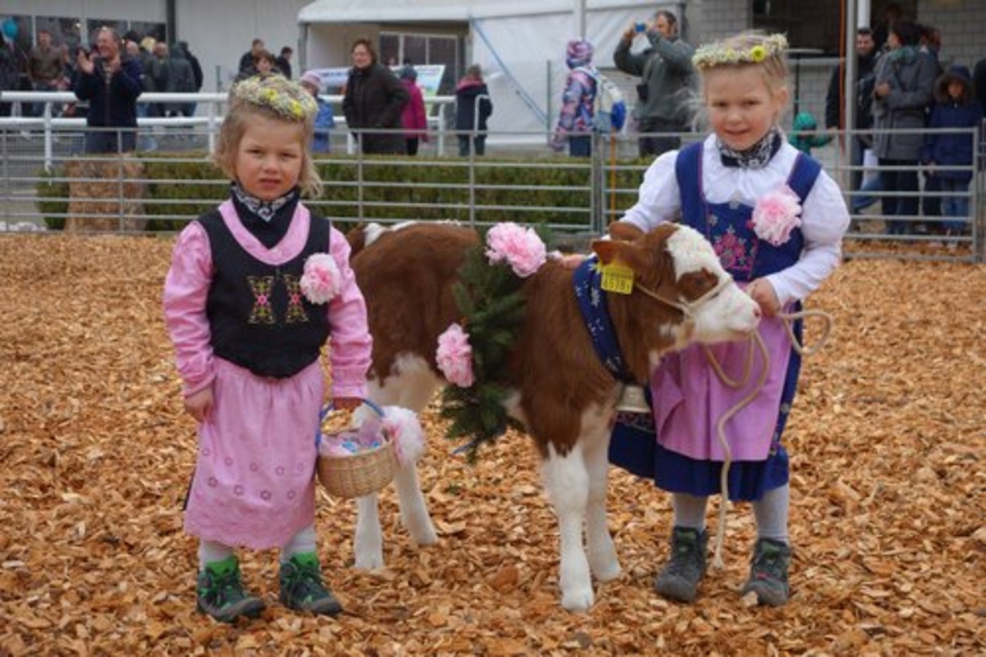 Zum Abschluss am Sonntag konnten der jüngste Bauernnachwuchs dem Publikum Kälber präsentieren. (Bild BVA)