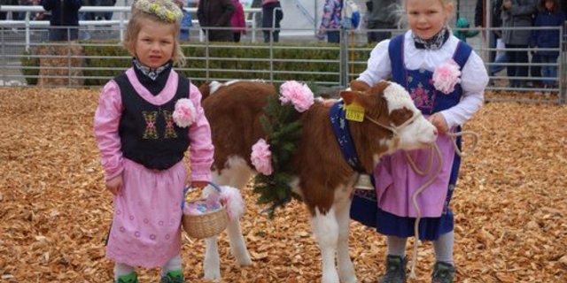 Zum Abschluss am Sonntag konnten der jüngste Bauernnachwuchs dem Publikum Kälber präsentieren. (Bild BVA)