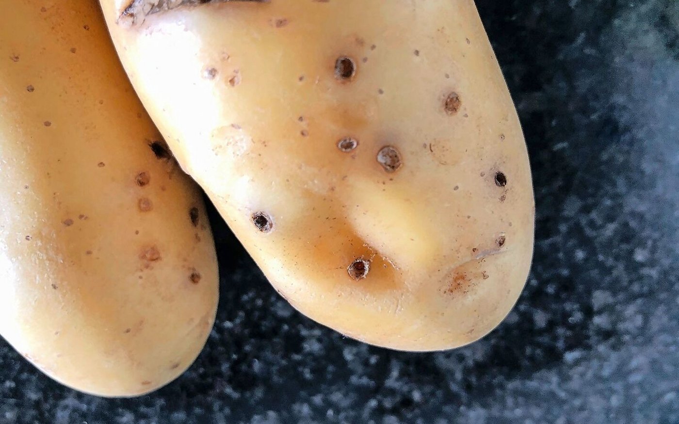 Drahtwümer mindern die Kartoffel-Qualität. Ideal ist es, den Schädling auch in der Fruchtfolge zu bekämpfen, statt nur beim Legen der Kartoffeln.  