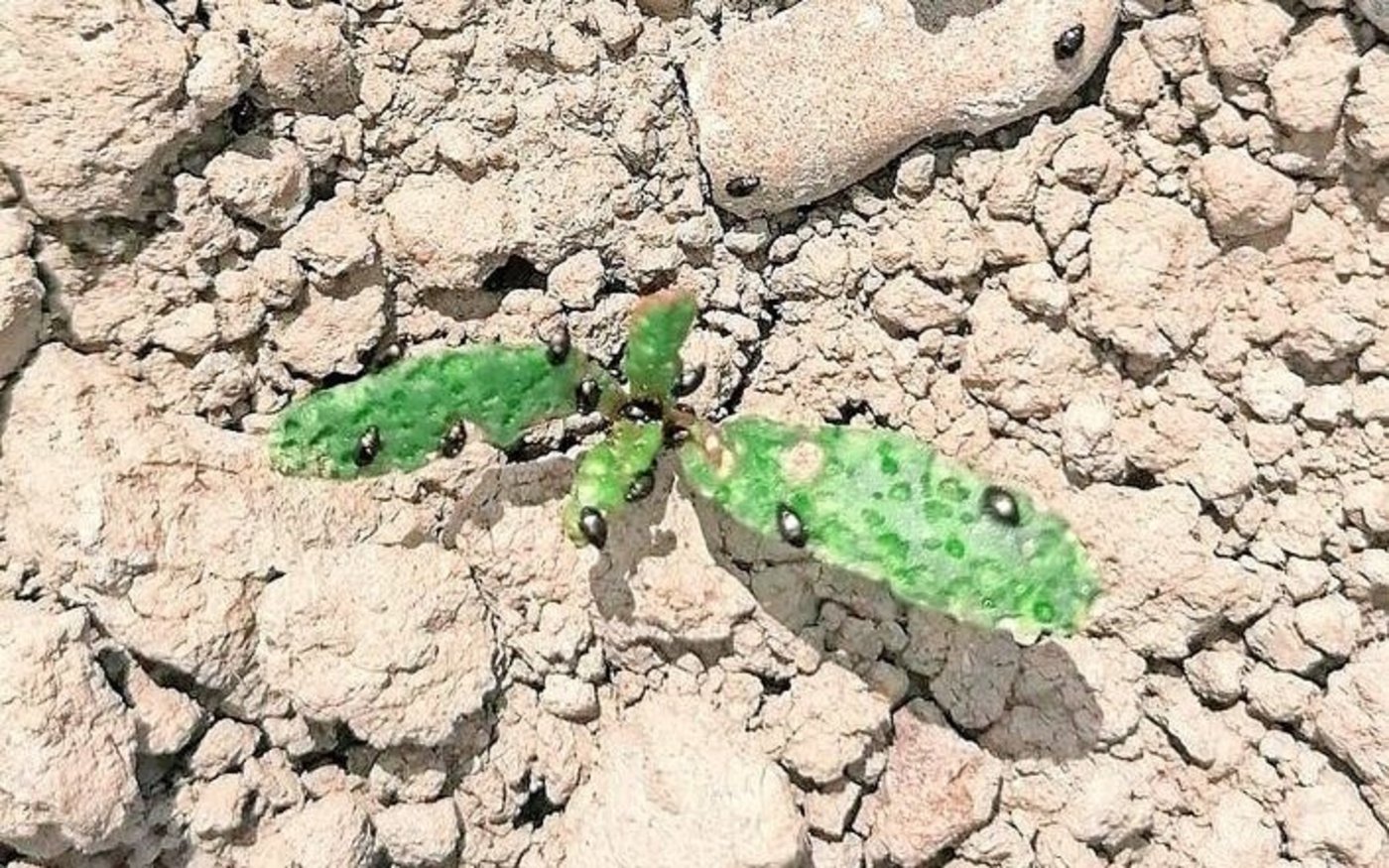 In trocken gebliebenen Gebieten wurden z. T. massive Erdflohbefälle festgestellt. Nach dem Regen ist eine genaue Kontrolle gefragt. 