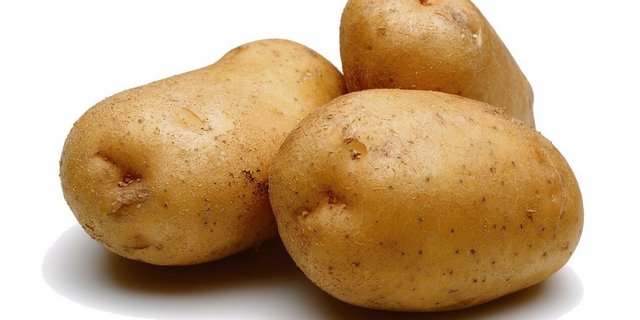 Saatkartoffeln stellen hohe Herausforderungen an die Produzent(innen).