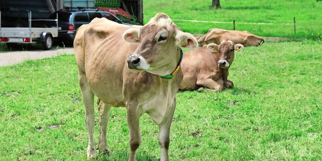Kühe auf der Weide bei Marcel Ackermann: Ein lebendiger Teil des regenerativen Landwirtschaftssystems, das Boden und Betrieb stärkt.