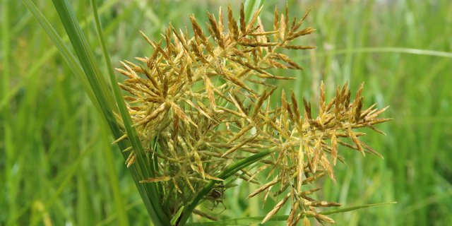 Erdmandelgras sollte vor einer Verschleppung durch Erntemaschinen bekämpft werden. (Bild zVg)