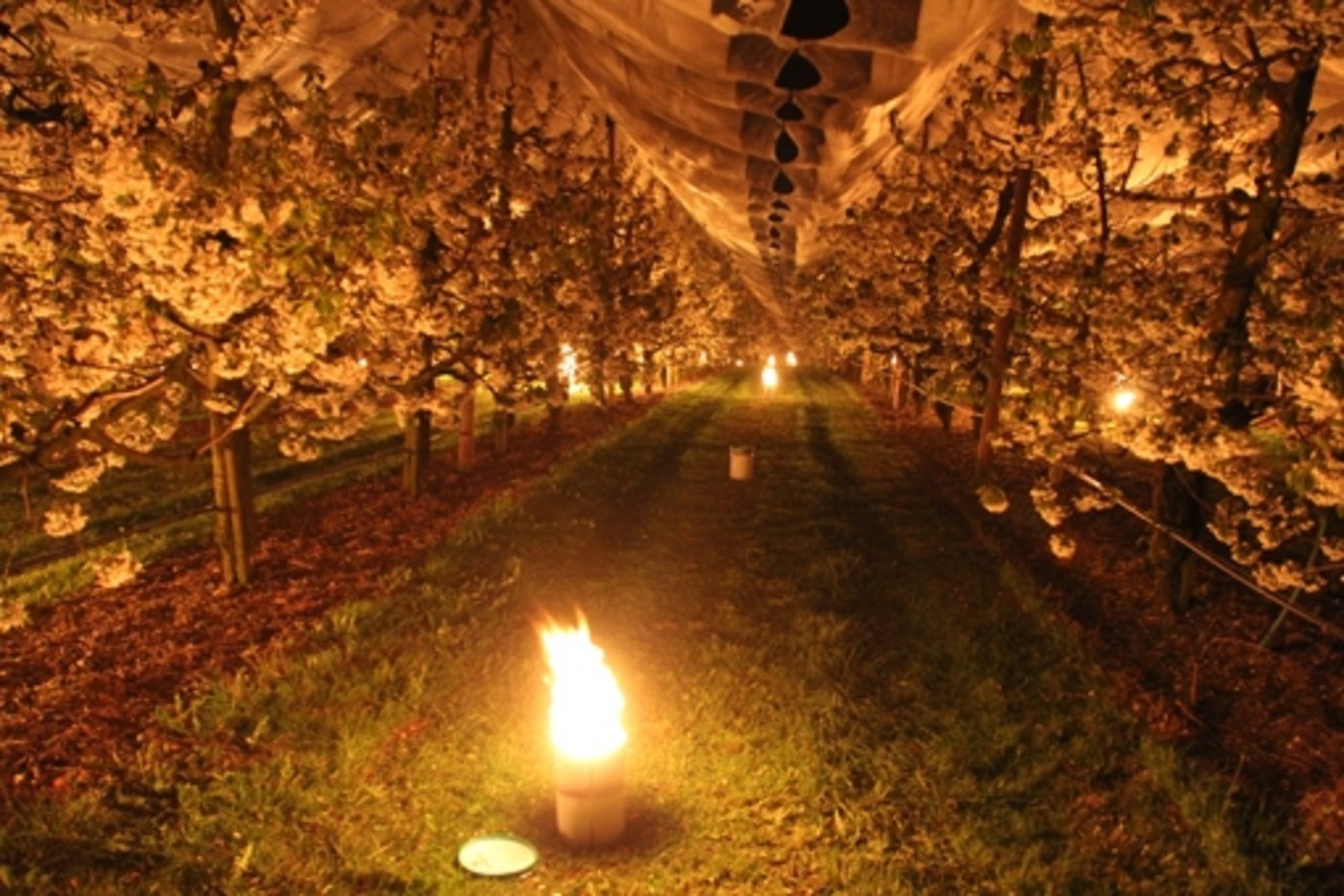 Mit allen Mitteln kämpften die Bauern gegen Frostschäden. (Bild Beat Gisin) 