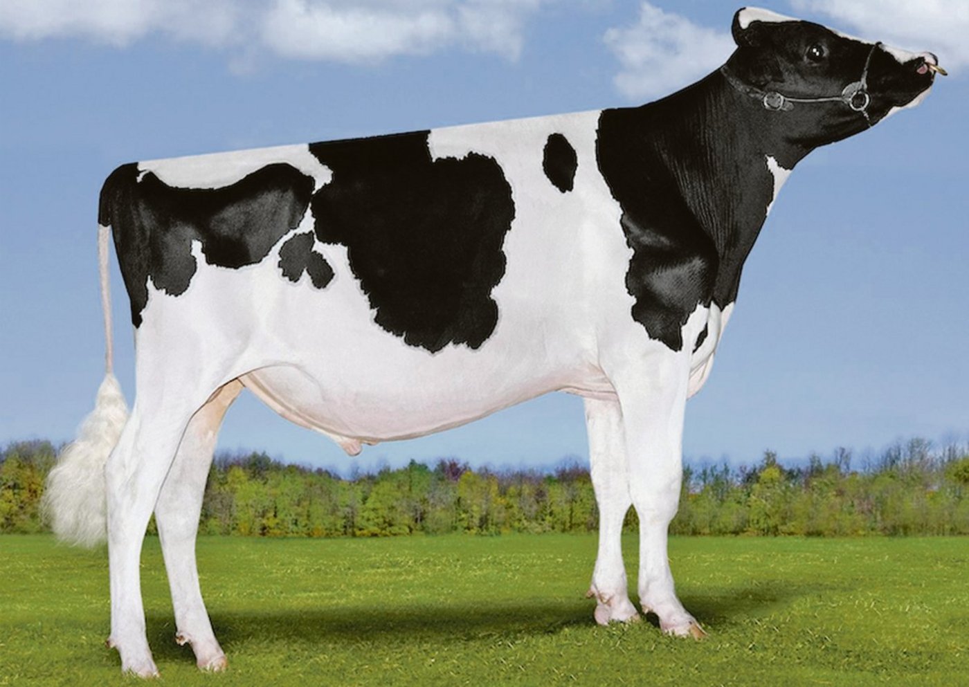 Von Dymentholm Mr Apples Avalanche stehen mindesten neun Töchter in der Schweiz. Er ist ein direkter Sohn einer geklonten Kuh und damit «unerwünscht» hierzulande. (Bild Patty Jones)