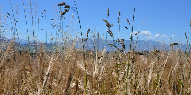 Biologische Mittel sollen weiterhin auch im Rahmen dieser Massnahme erlaubt sein. (Bild BauZ)