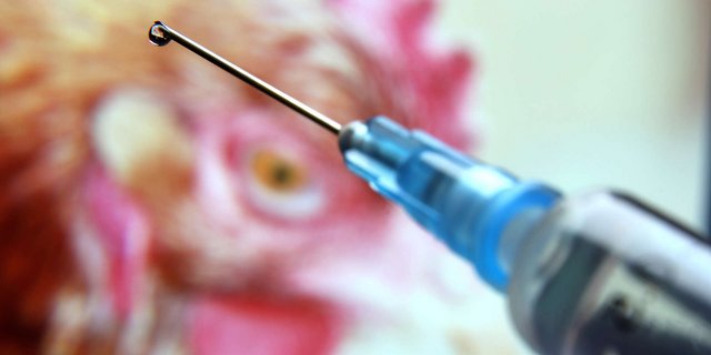 Resistente Keime bei Hühnern werden durch den vermehrten Antibiotikaeinsatz selektiert und können beispielsweise über den Fleischverzehr in den menschlichen Organismus gelangen. (Bild tOrange.biz)