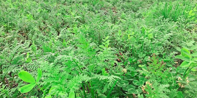 Die Gründüngungsbestände sind heuer witterungsbedingt vielerorts weniger entwickelt als im Vorjahr. Das vereinfacht das Abstoppen.