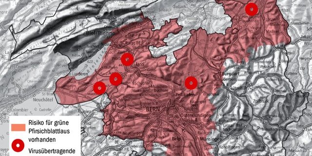 Im ganzen roten Bereich ist das Risiko für die Grüne Pfirsichblattlaus vorhanden. Die roten Kreise markieren die Stellen, wo virusübertragende Blattläuse gefunden wurden.  