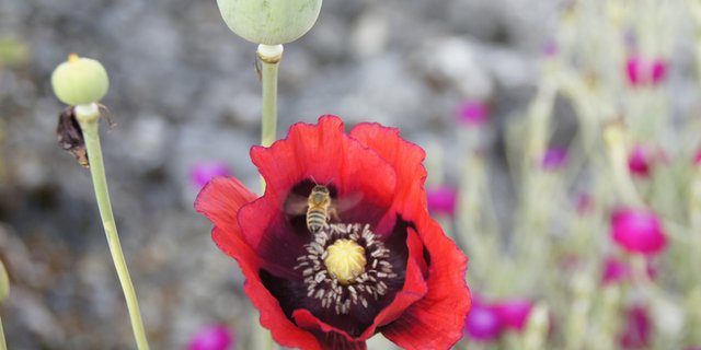 Besser für die Bienen als das Verfüttern von Honig: eine Bienenweide ansäen. (Bild lid/mg)