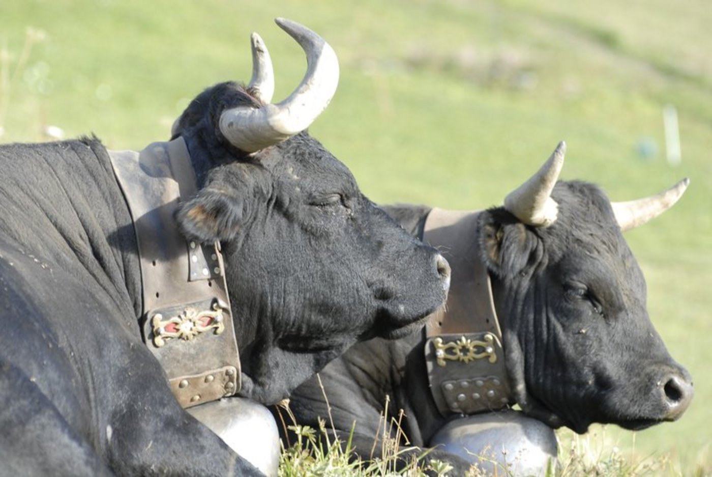 Das Wallis ist berühmt für seine Eringer Kühe und deren Ringkämpfe. Allerdings ist der Bestand der Tiere im Sinken begriffen. (Bild BauZ)