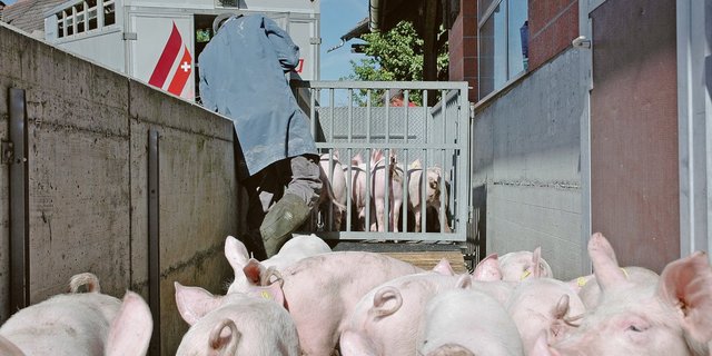 Freudentag: 2020 haben die Mastferkelproduzenten die Jager besonders gerne verkauft.(Bild aem)