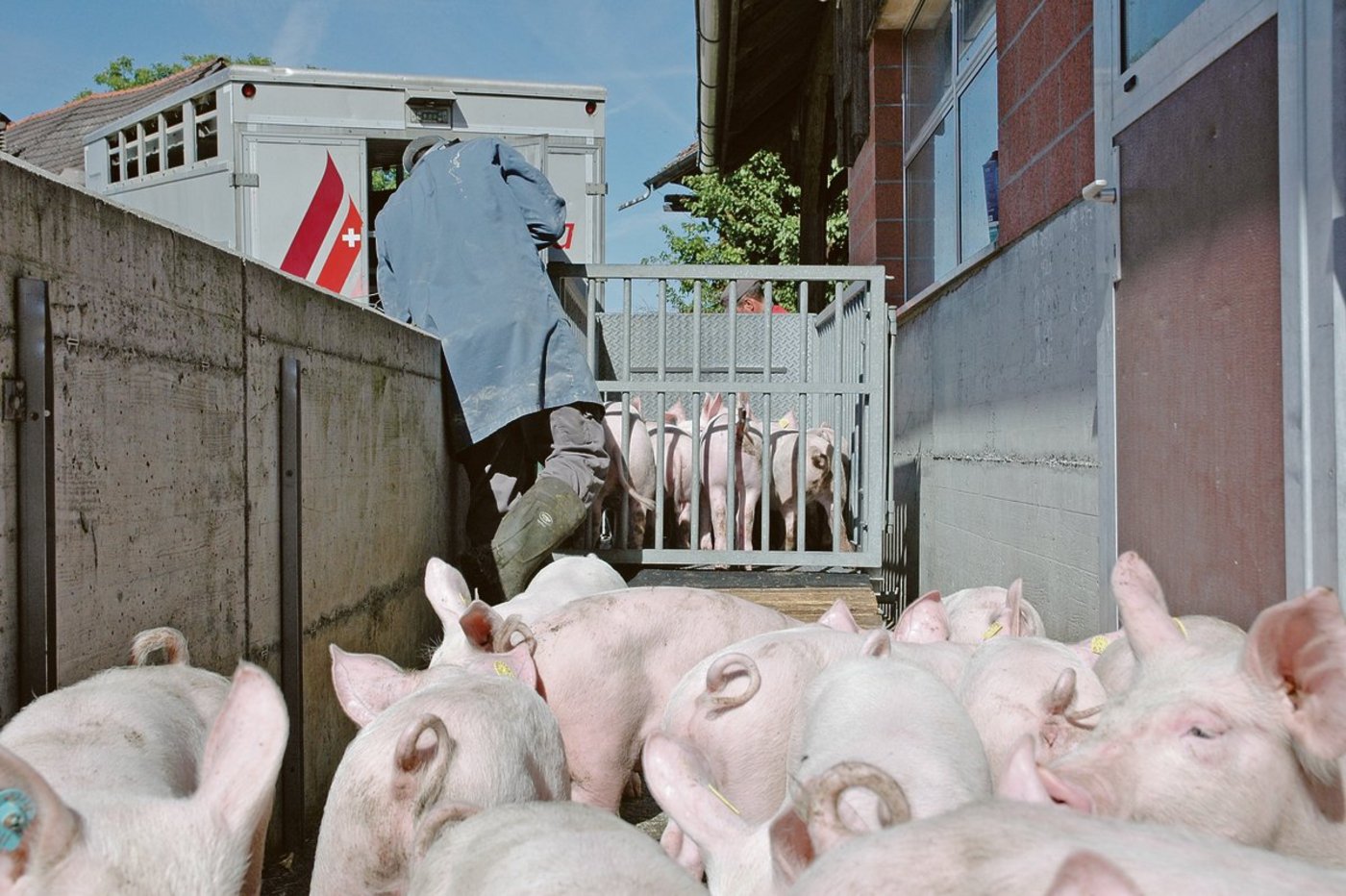 Freudentag: 2020 haben die Mastferkelproduzenten die Jager besonders gerne verkauft.(Bild aem)
