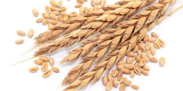 Die Nachfrage nach Bio-Brotgetreide steigt. Bio Suisse passt daher die Richtpreise für Brotgetreide an. (Bild Fotolia)