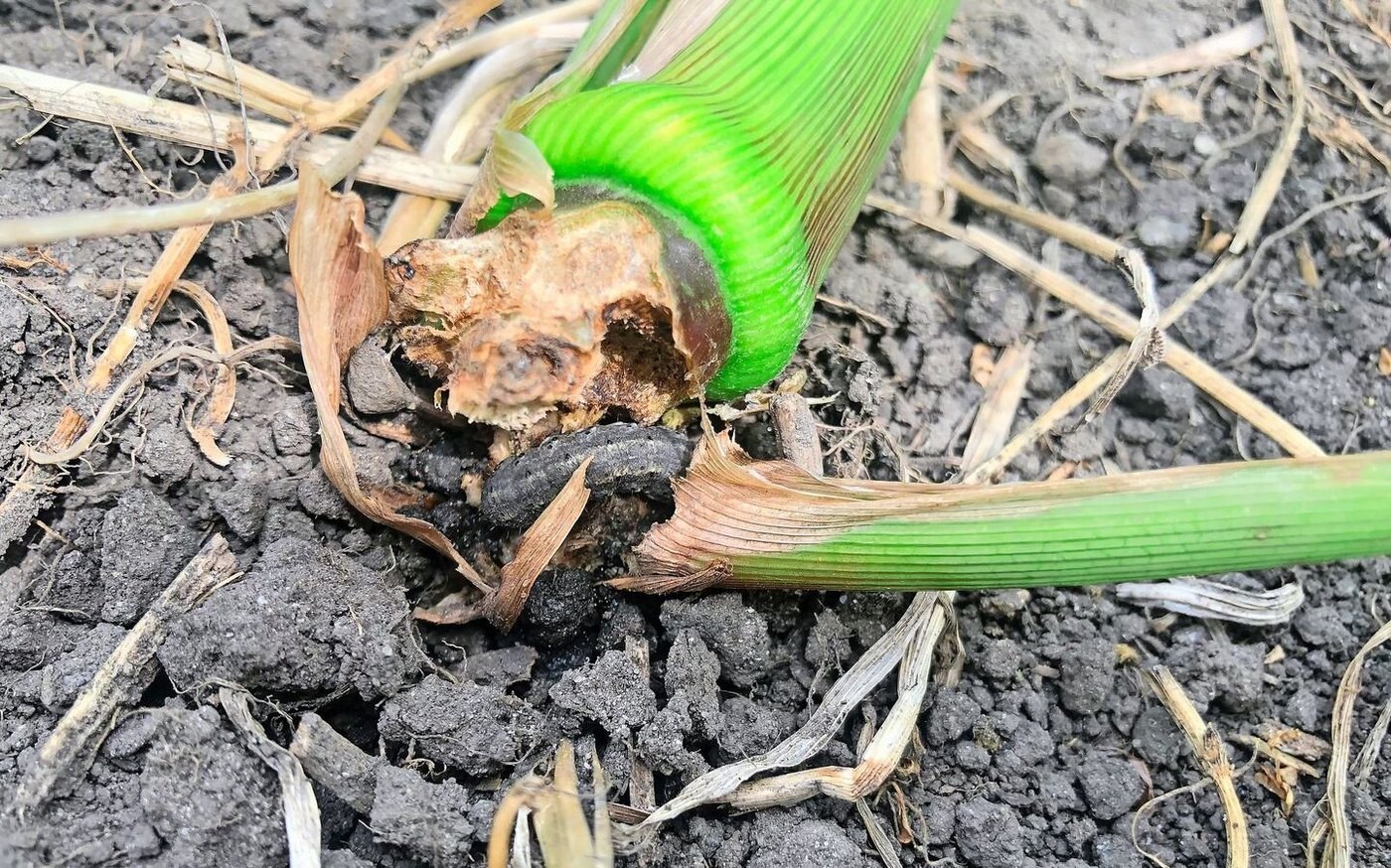 Im Gegensatz zu Erdschnakenlarven haben Erdraupen Beine. Der Schädling verursacht Welkesymptome und frisst den Stängel von innen her.