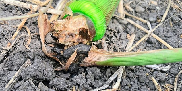 Im Gegensatz zu Erdschnakenlarven haben Erdraupen Beine. Der Schädling verursacht Welkesymptome und frisst den Stängel von innen her.